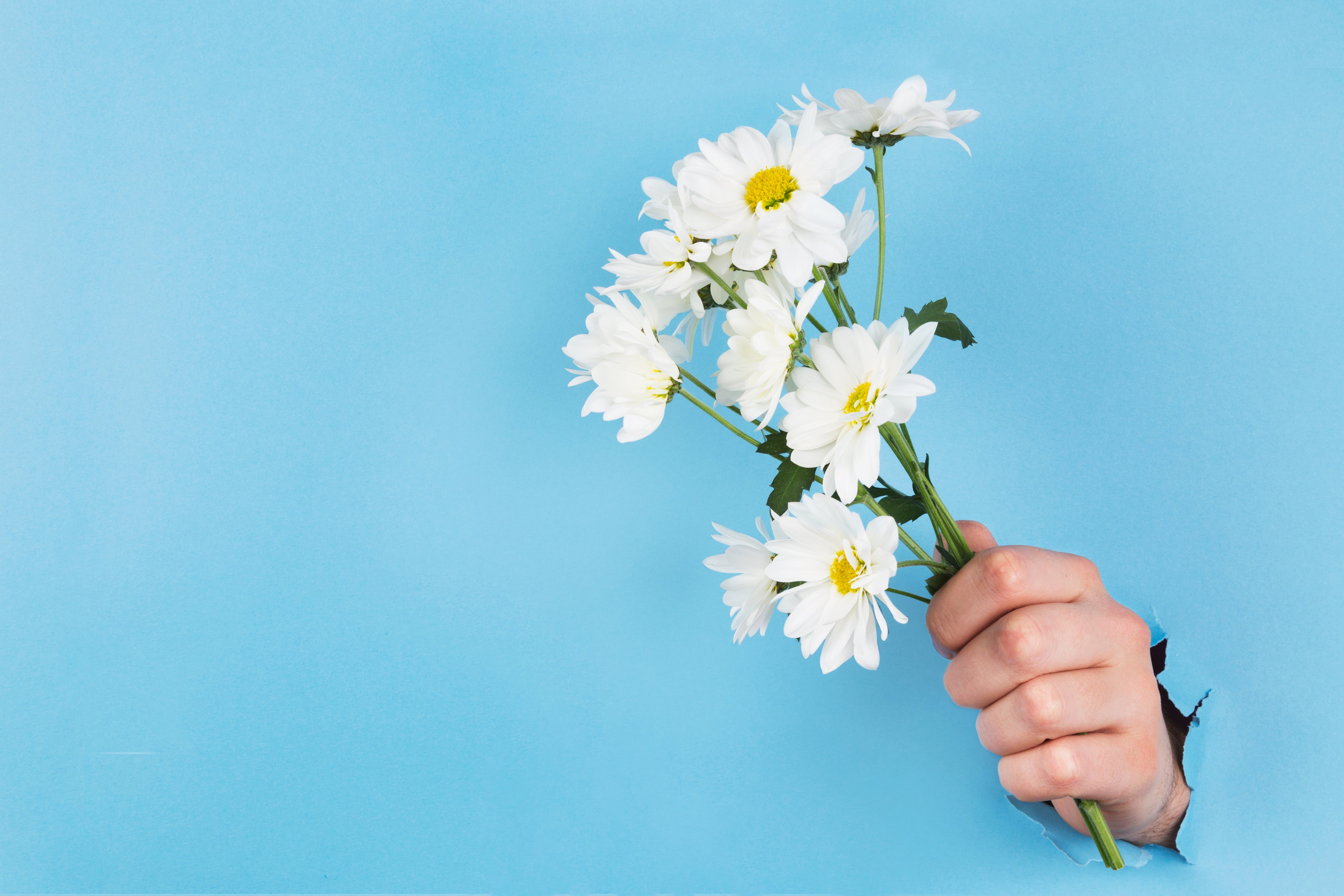 white flowers daisies hand through wall blue wall